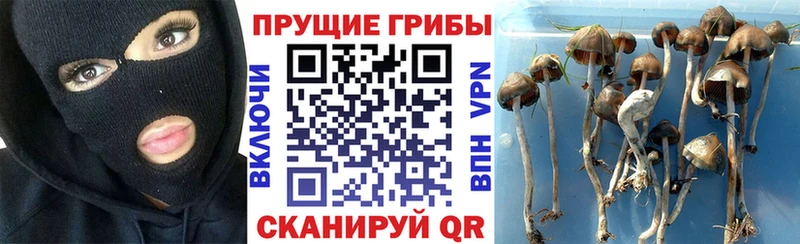Галлюциногенные грибы Psilocybe  Петропавловск-Камчатский 